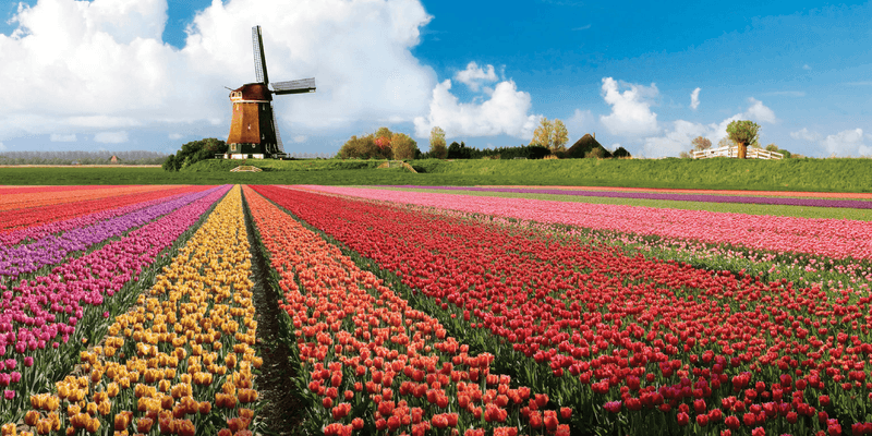 Bollenstreek