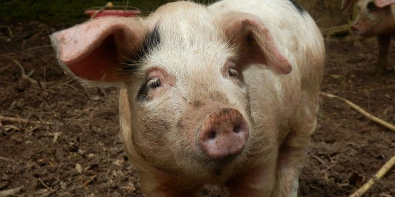 Demanda Contra Ganaderos por Amputación Ilegal de Colas de Cerdos