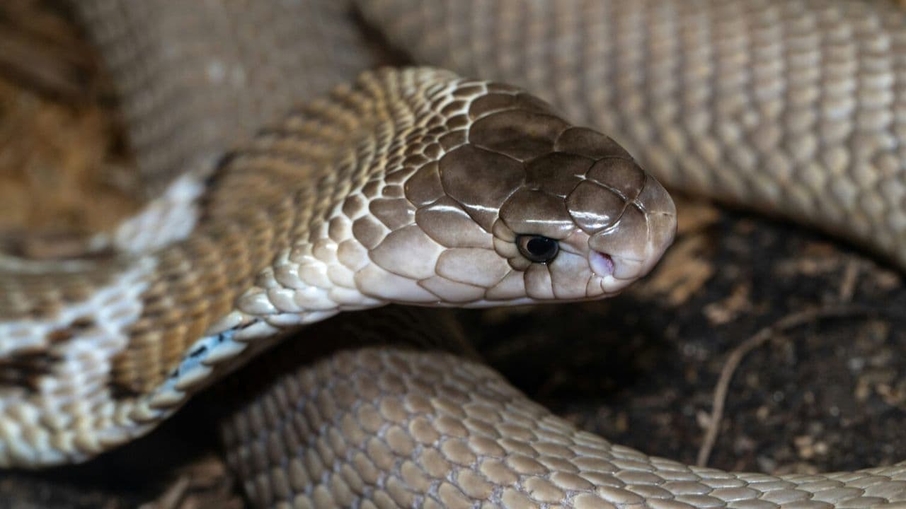 Cobra - Foto de David Clode en Unsplash