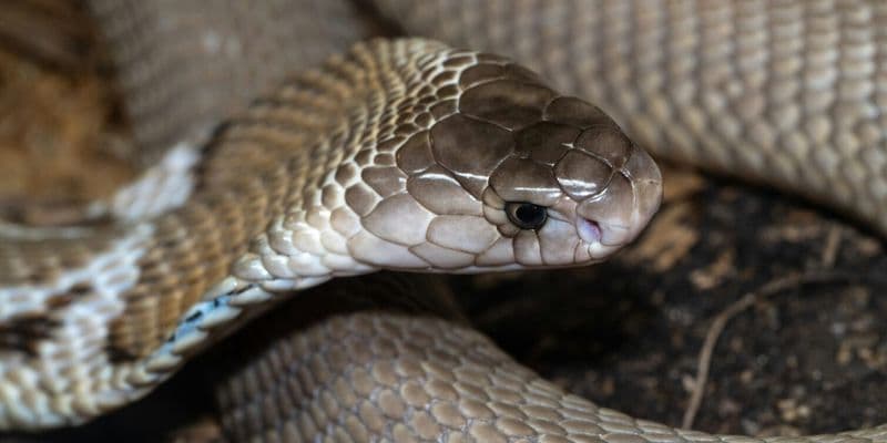 Alerta en Lelystad: Cobra venenosa suelta en la ciudad