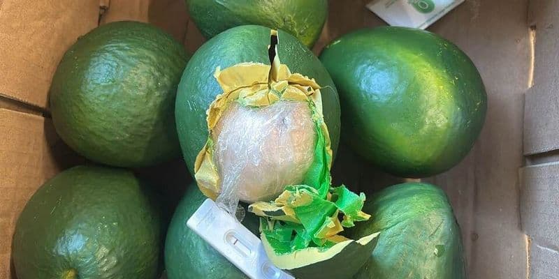 Aduanas descubren 633 kg de cocaína en aguacates falsos