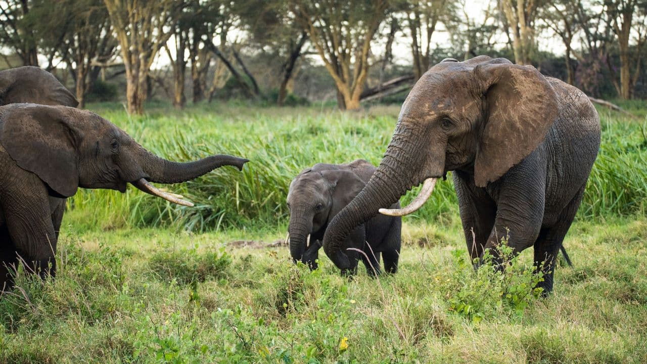Segundo elefante muere por virus en el zoológico Wildlands