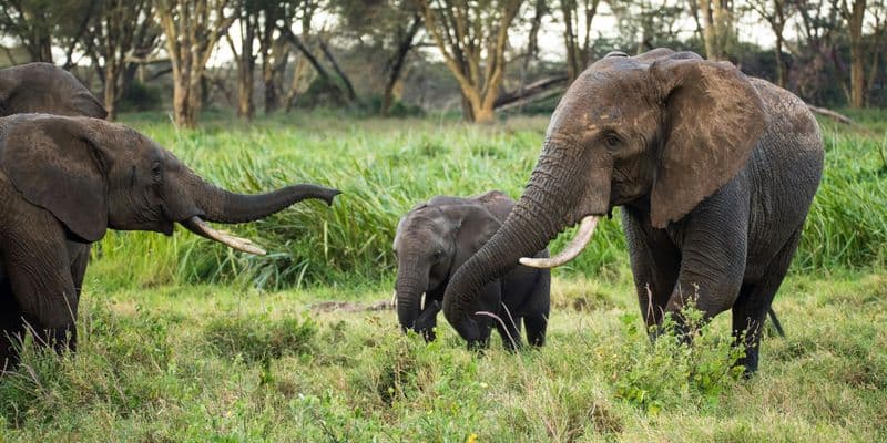 Segundo elefante muere por virus en el zoológico Wildlands