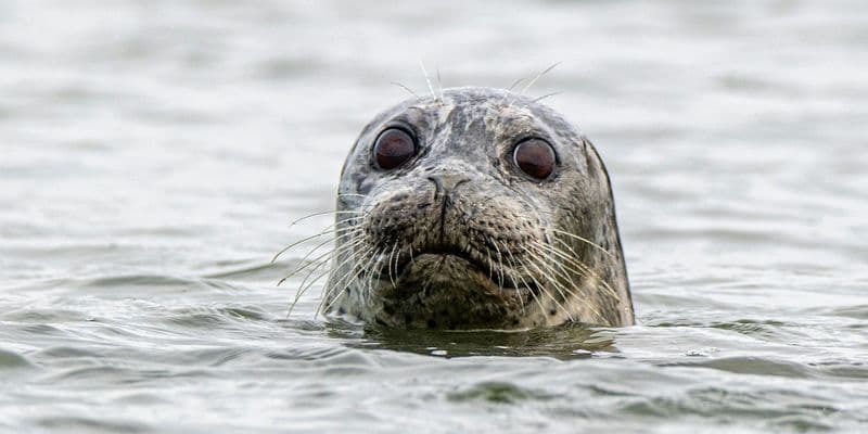 Foca