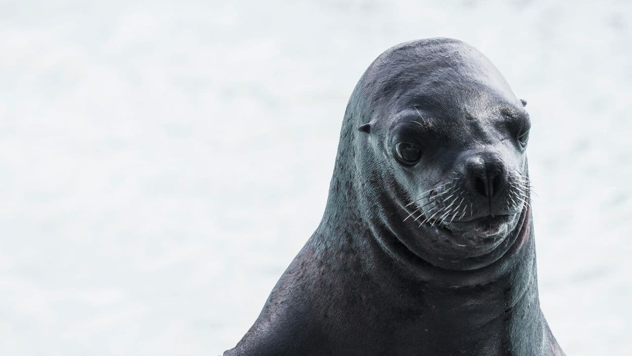 Ecomare reitera advertencia sobre las focas en Texel