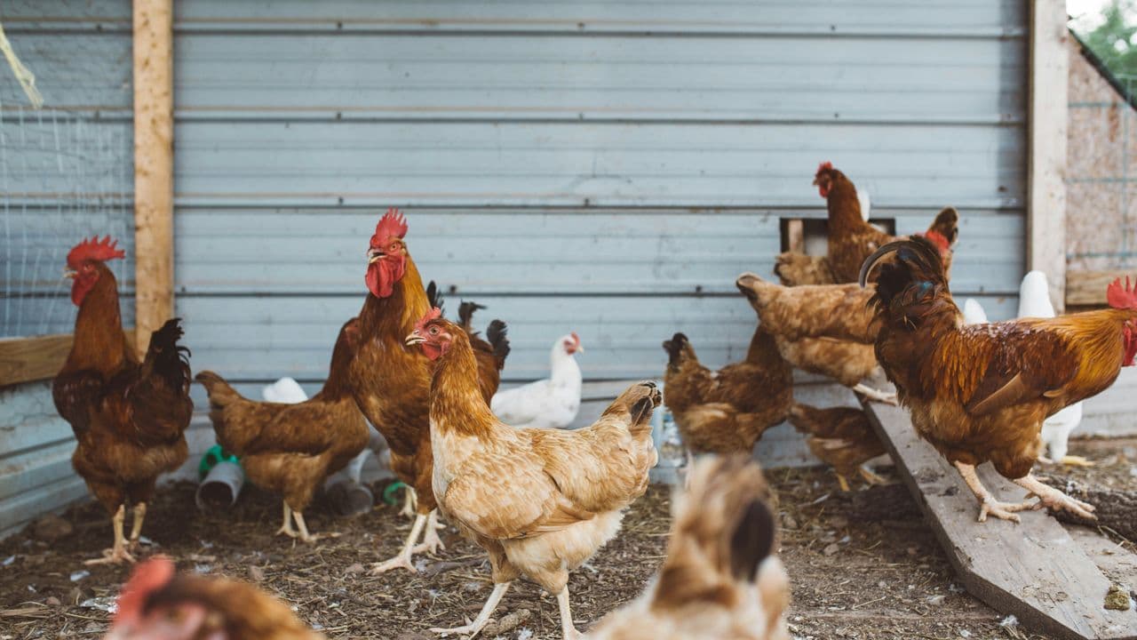 Gallinas