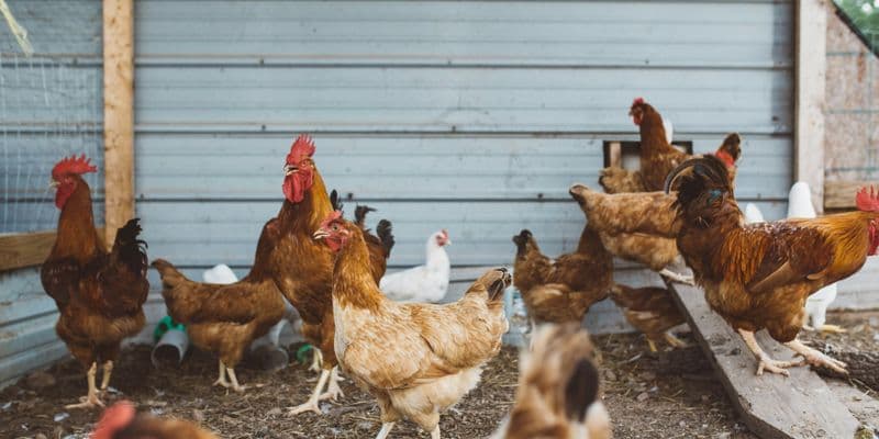 Brote de gripe aviar obliga al encierro de aves en Holanda