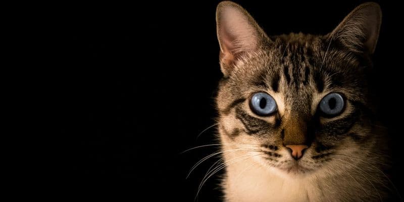 Toque de queda nocturno para gatos para poder proteger a las aves reproductoras
