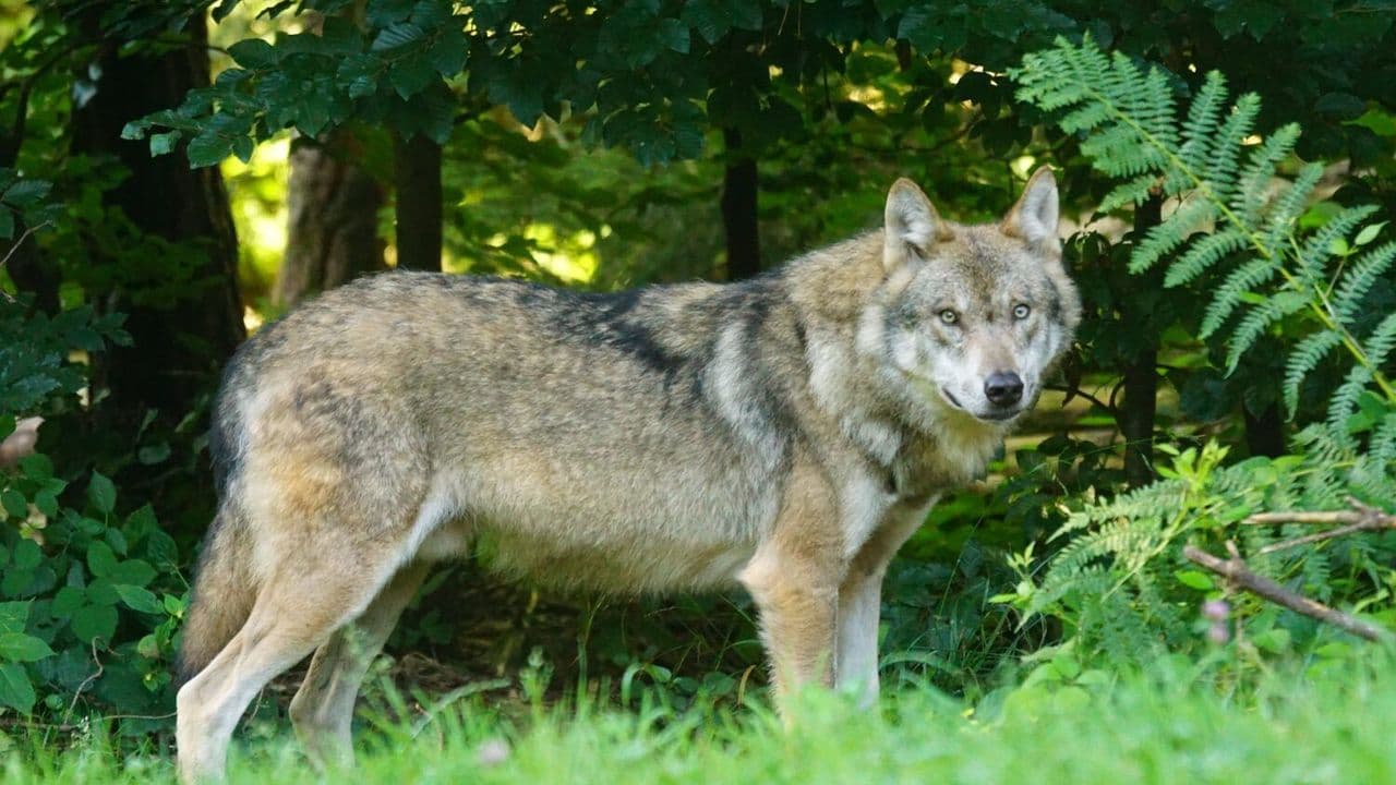 Lobo