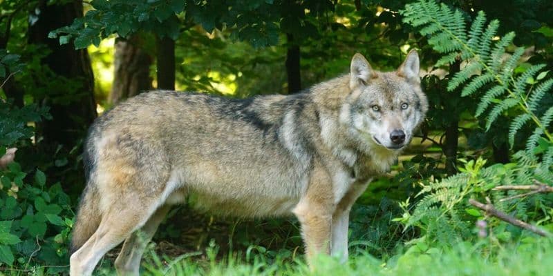 Utrecht recomienda que niños viajen en grupo por alerta de lobos