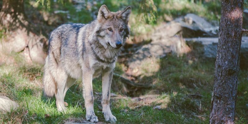 El Parlamento debate si se debe permitir disparar a lobos peligrosos
