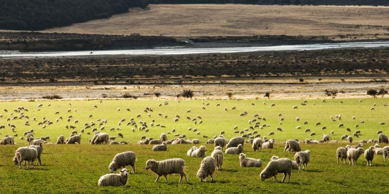 Nueva variante del virus de la lengua azul en los Países Bajos