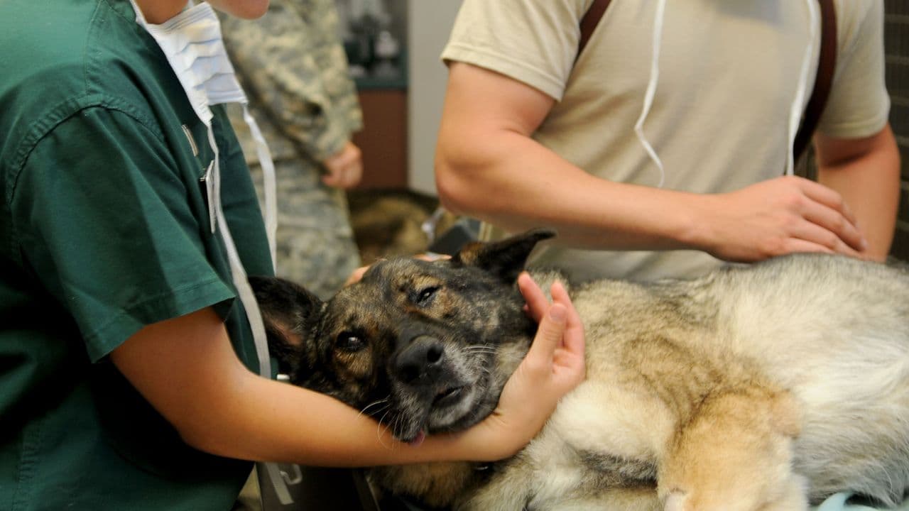 Perro en veterinario