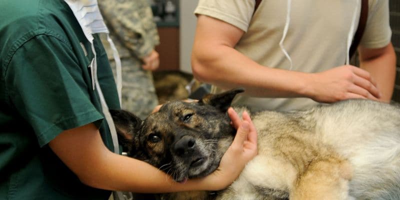 Países Bajos prohíbe criar perros con enfermedades genéticas
