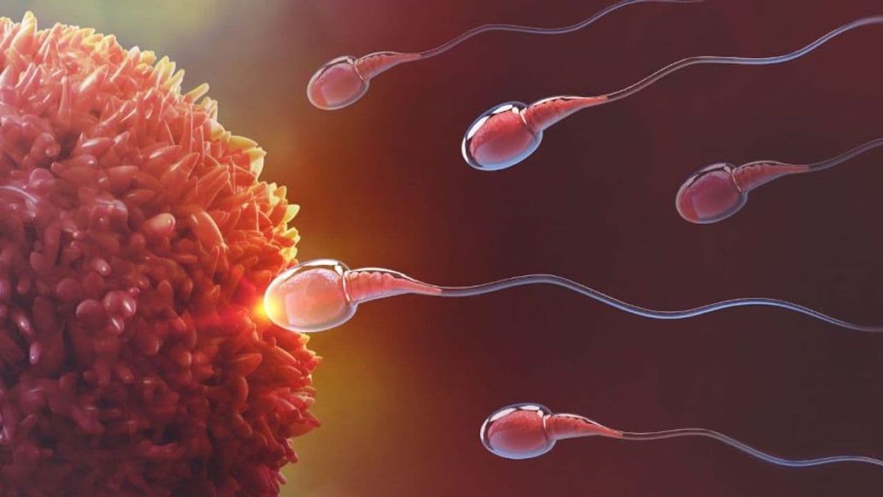 Proceso de fecundación