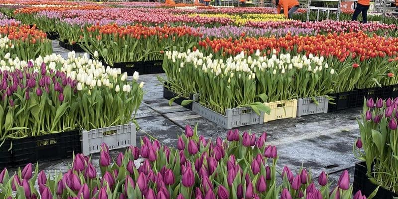 Ámsterdam se viste de colores en el Día Nacional del Tulipán: 200.000 flores regaladas