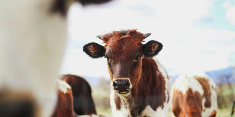 Hombre de 67 años muere tras ataque de vacas en Limburgo