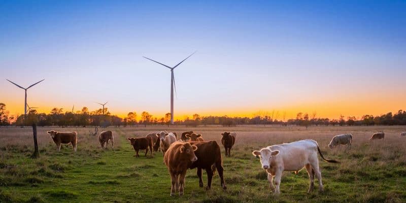 Países Bajos incumplirá el objetivo de reducción de nitrógeno para 2025