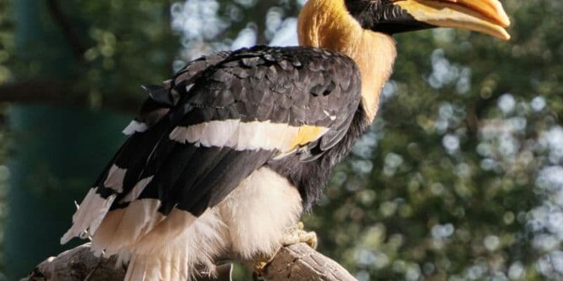 Orden del tribunal sobre cálaos en el zoológico de ouwehands