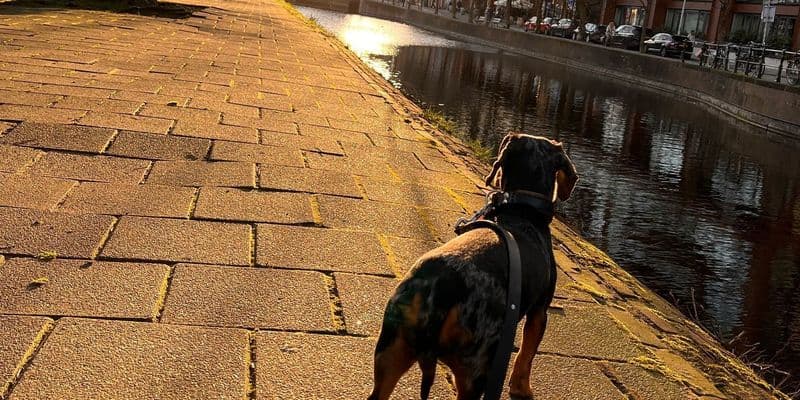 Perrita de Valeria paseando en Países Bajos