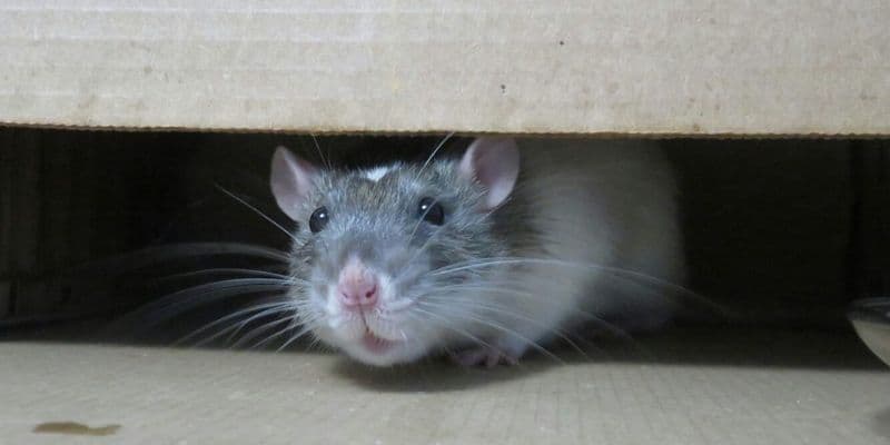 Demanda a inquilina en Vlissingen por casa infestada de ratas