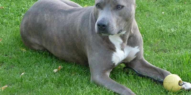 Madre cuyo bebé murió tras ataque de un perro es acusada de homicidio