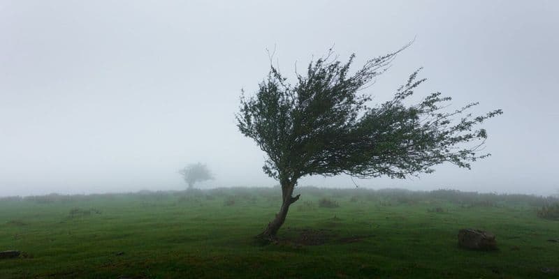 Árbol en movimiento por viento