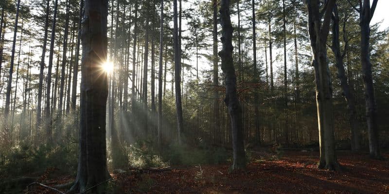 Parlamento Europeo retrasa normas clave contra la deforestación