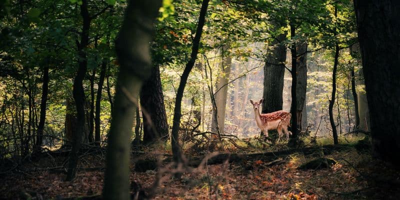 Las mejores rutas para caminar este otoño en Países Bajos