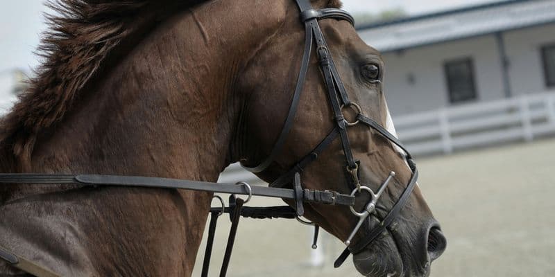 Caballos de carreras sacrificados para snacks en los Países Bajos