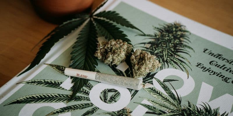 Coffeeshops legales, cultivos ilegales: el cannabis en Holanda