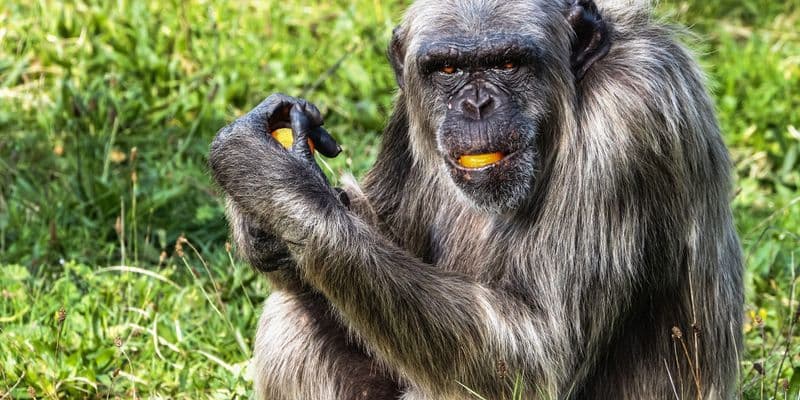 Chimpancé muere atacado por su grupo en Safaripark Beekse Bergen