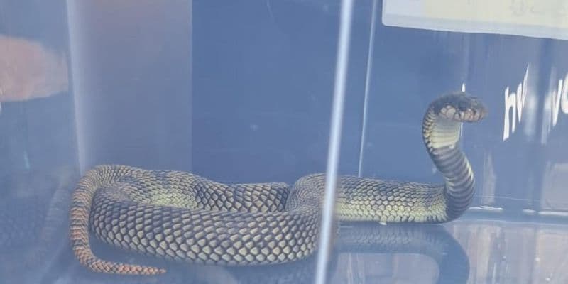 Cobra venenosa capturada en Lelystad después de un mes de su escape