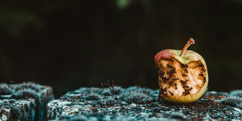 Presencia de plagas en restaurantes en centro comercial de Róterdam