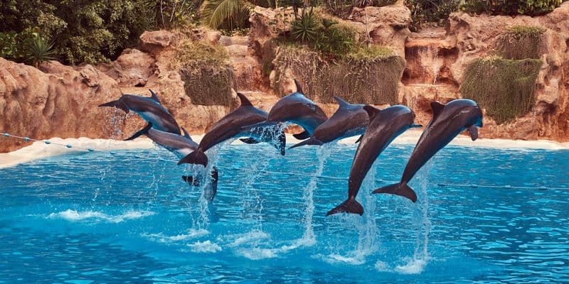 Delfines actuando en delfinario