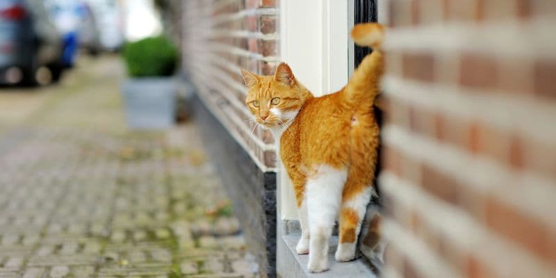 Países Bajos no prohibirá que los gatos salgan a la calle