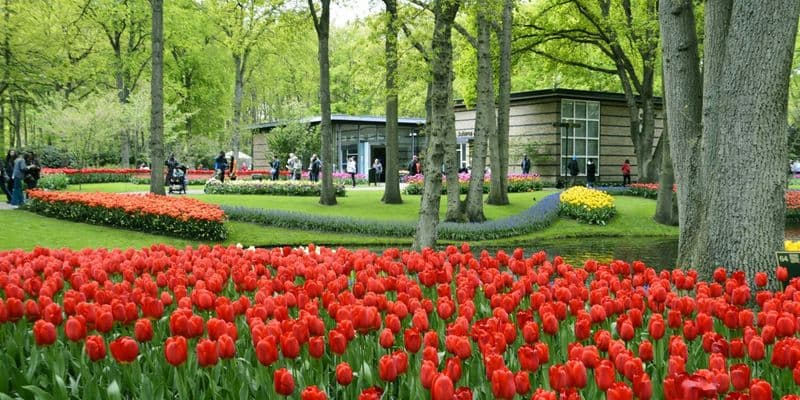 Keukenhof celebra 75 años con esplendor primaveral