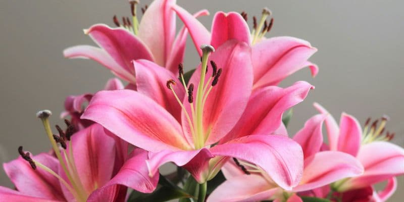 Drenthe cultiva el bulbo de lirio más sostenible del mundo