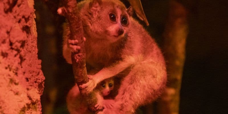 Gemelos de loris perezosos pigmeos aferrándose a su madre en el Zoológico de Amersfoort