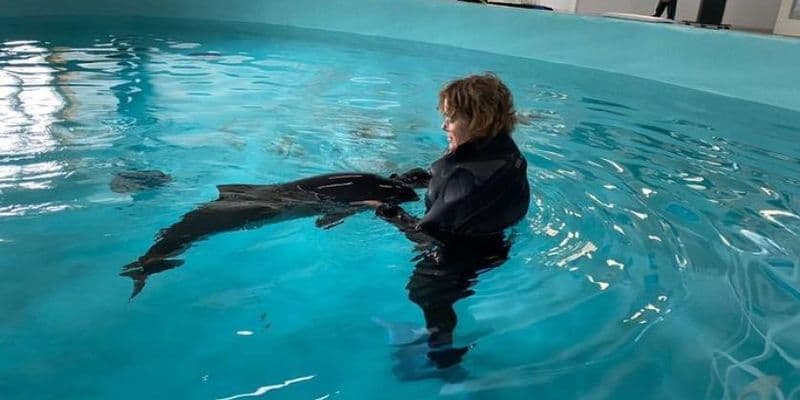 Marsopas encontrados - Foto de SOS Dolfijn en Facebook