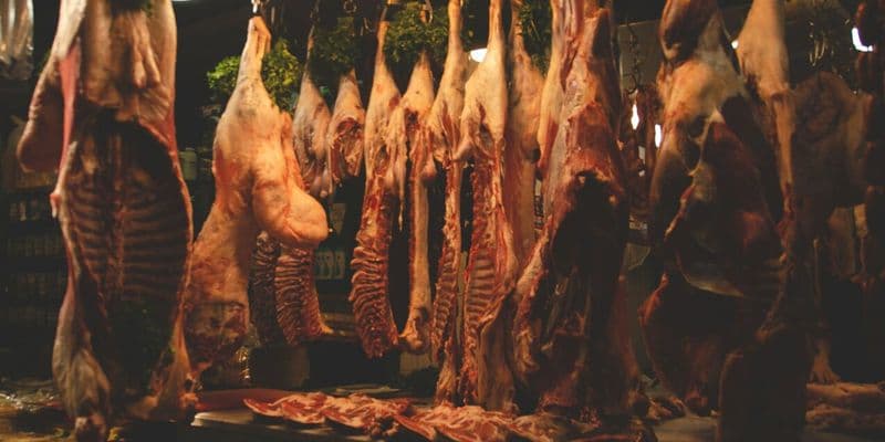 Multas a mataderos holandeses por reincidir en el maltrato animal