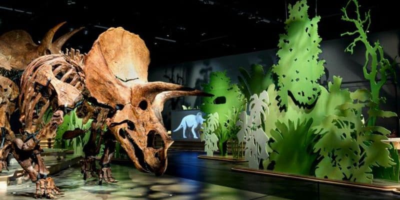 Exposición única en Leiden: una manada de triceratops llega al museo Naturalis