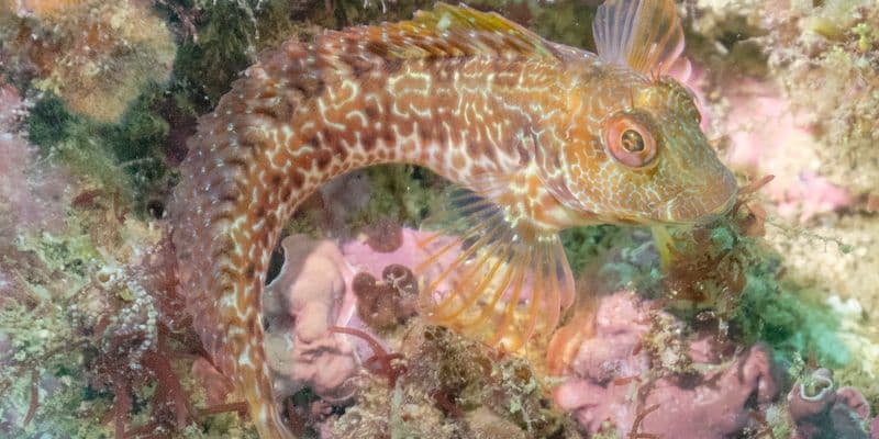 Buceador de 19 años descubre un pez nunca antes visto en aguas holandesas