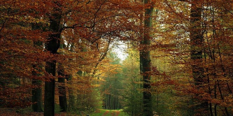 Parque Nacional Veluwezoom