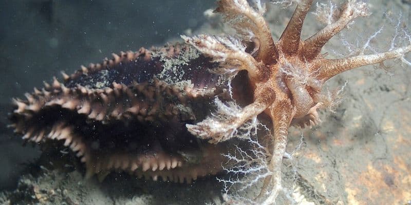 Descubren pepinos de mar por primera vez en aguas neerlandesas