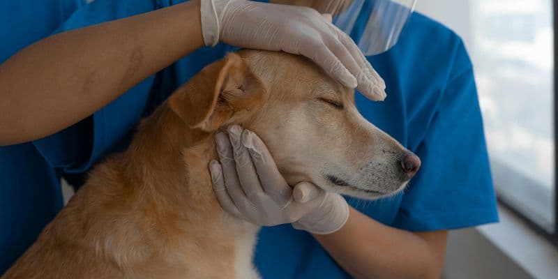 Perro en veterinario