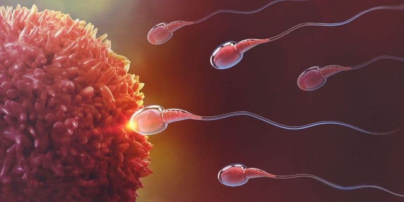 Países Bajos aprueba el cultivo de embriones para investigación médica