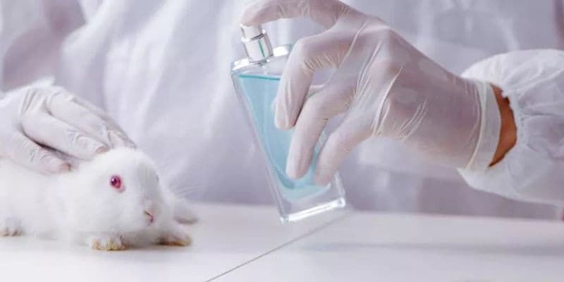 Aumentan las pruebas con animales en Países Bajos