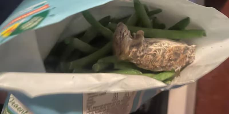 Ratón en una bolsa de judías congeladas