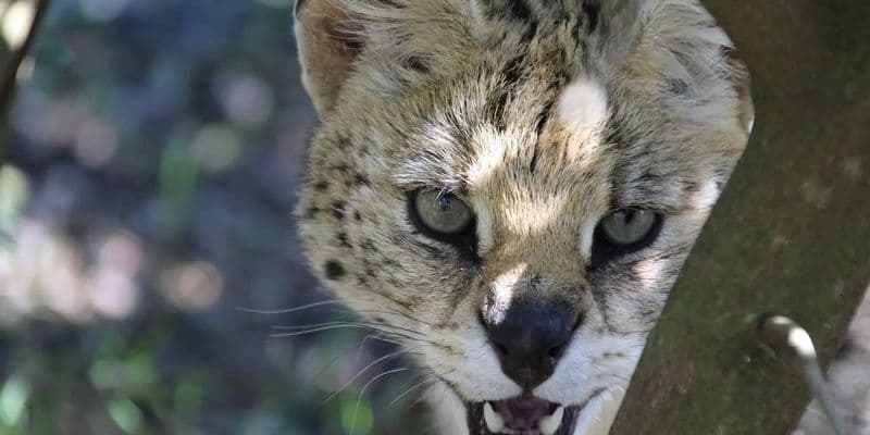 Serval escapado en Helmond sigue sin ser capturado